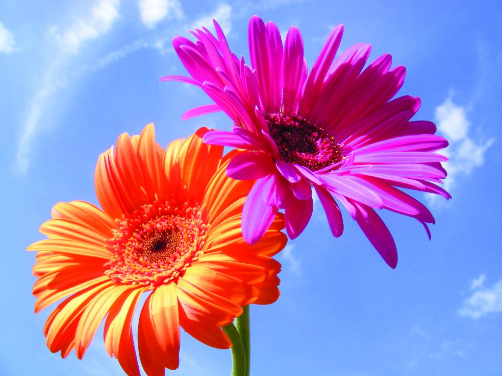 W&W flower image 2015 Global Fitness & Racquet Centre Kelowna